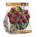 Baltus Tulipa Parrot Rococo tulpen bloembollen per 5 stuks